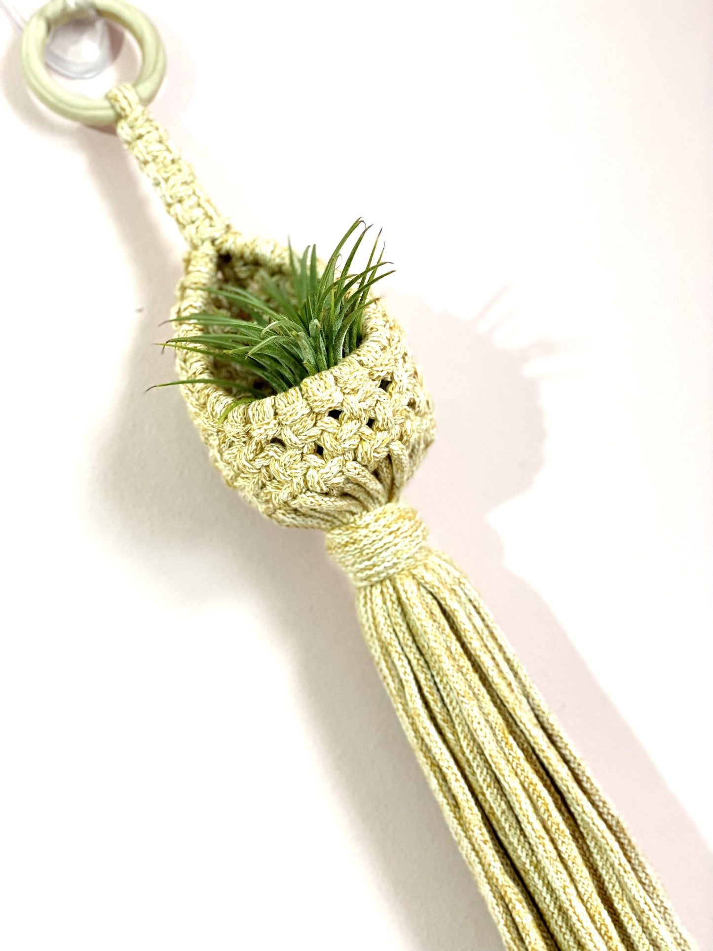 Airplant Pod image 2