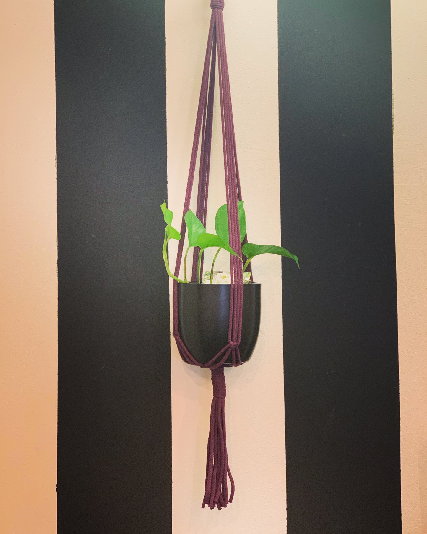 'Jean' Plant Hanger image 3