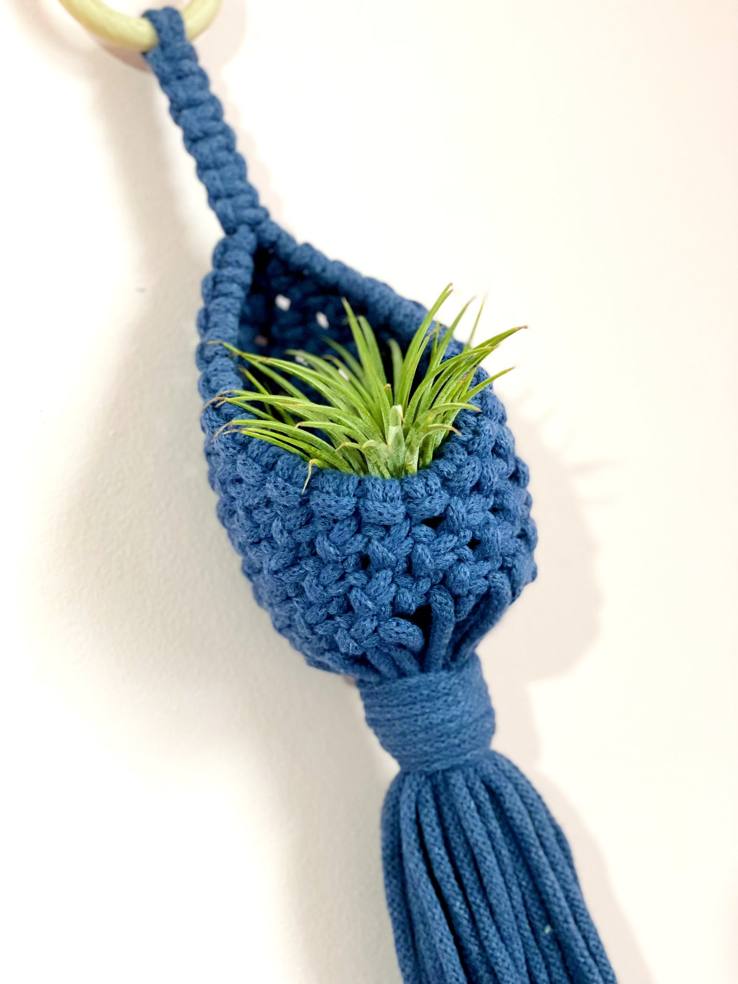 Airplant Pod image 4