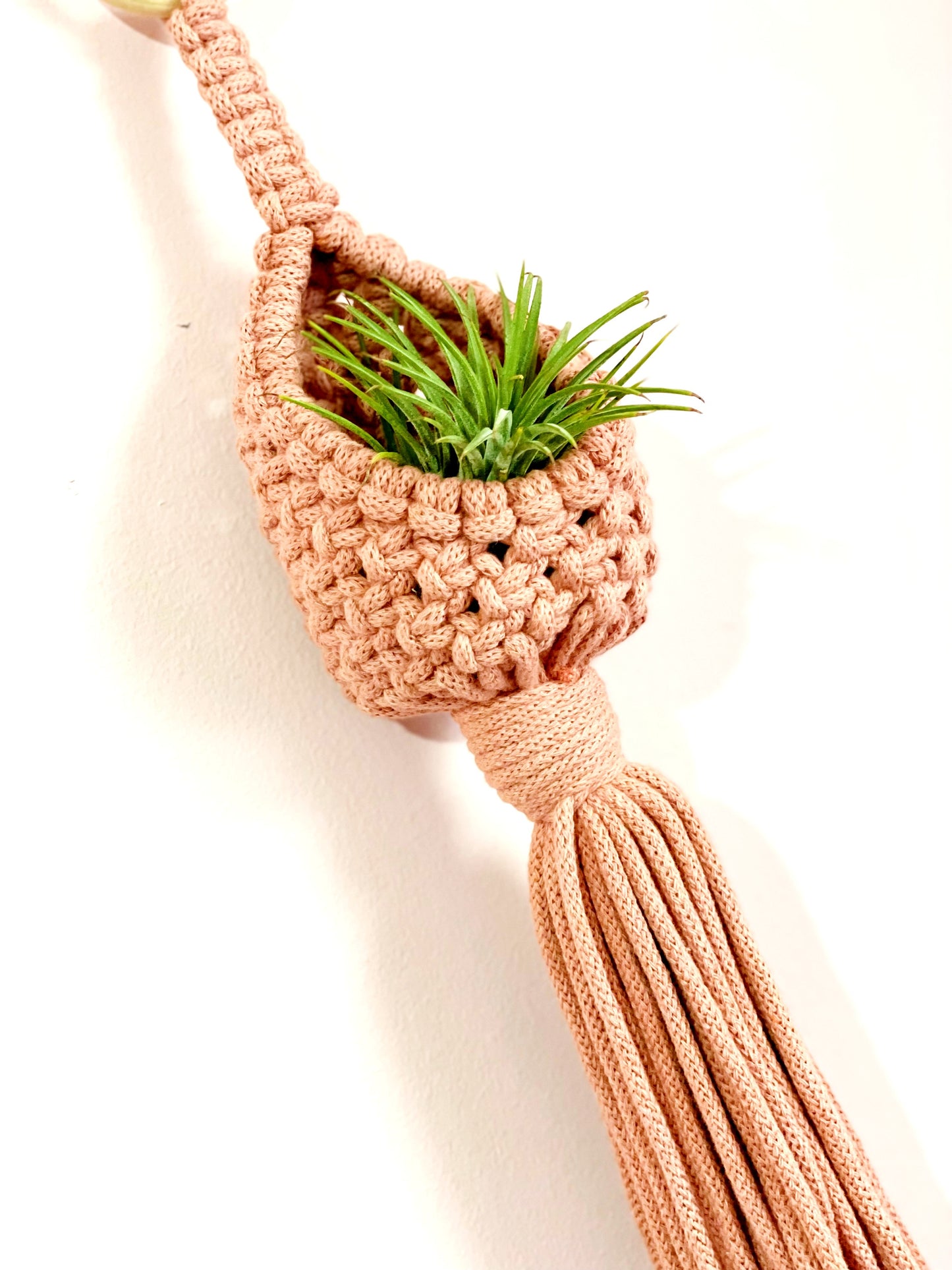 Airplant Pod image 5