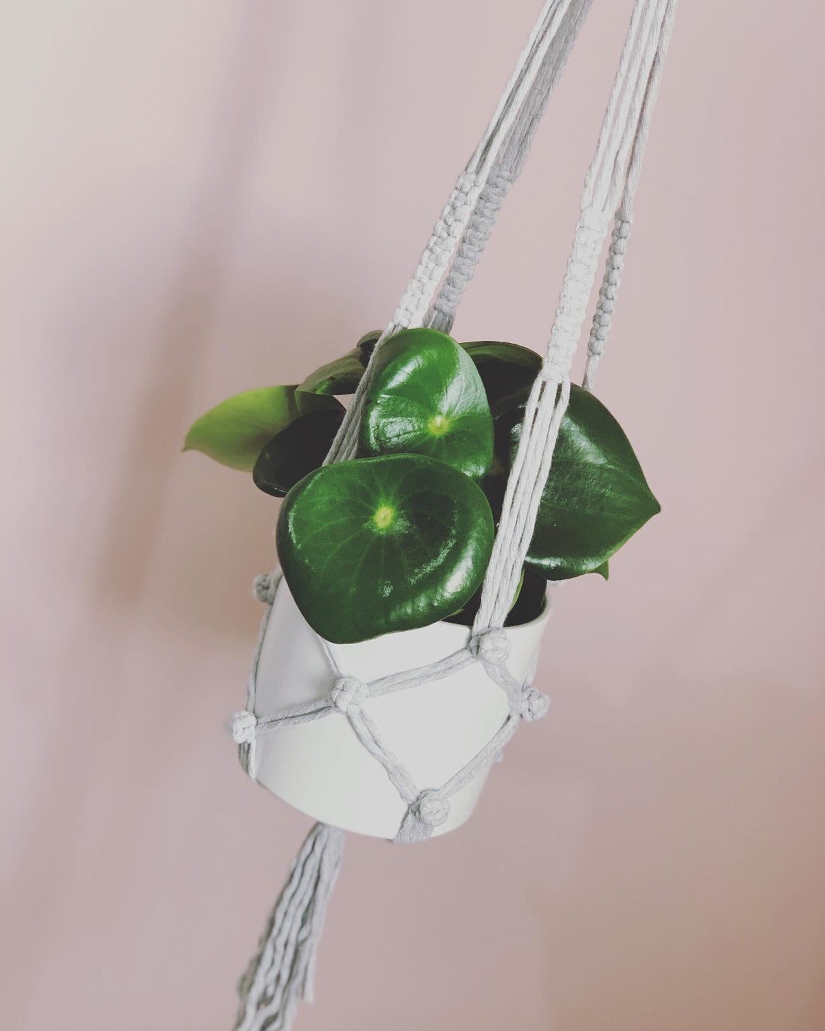 Berry Sweet Plant Hanger image 2