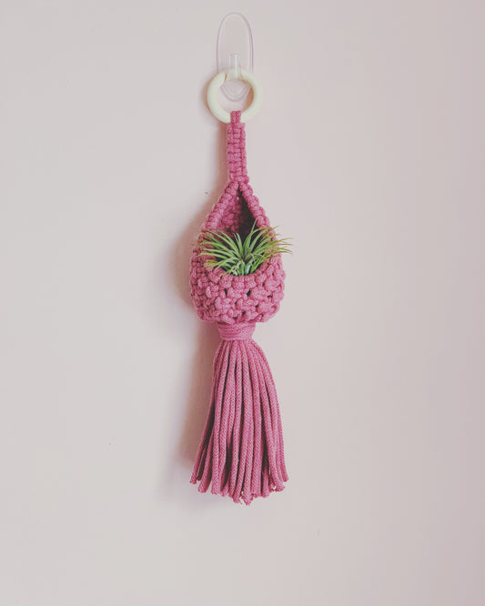 Airplant Pod image 0