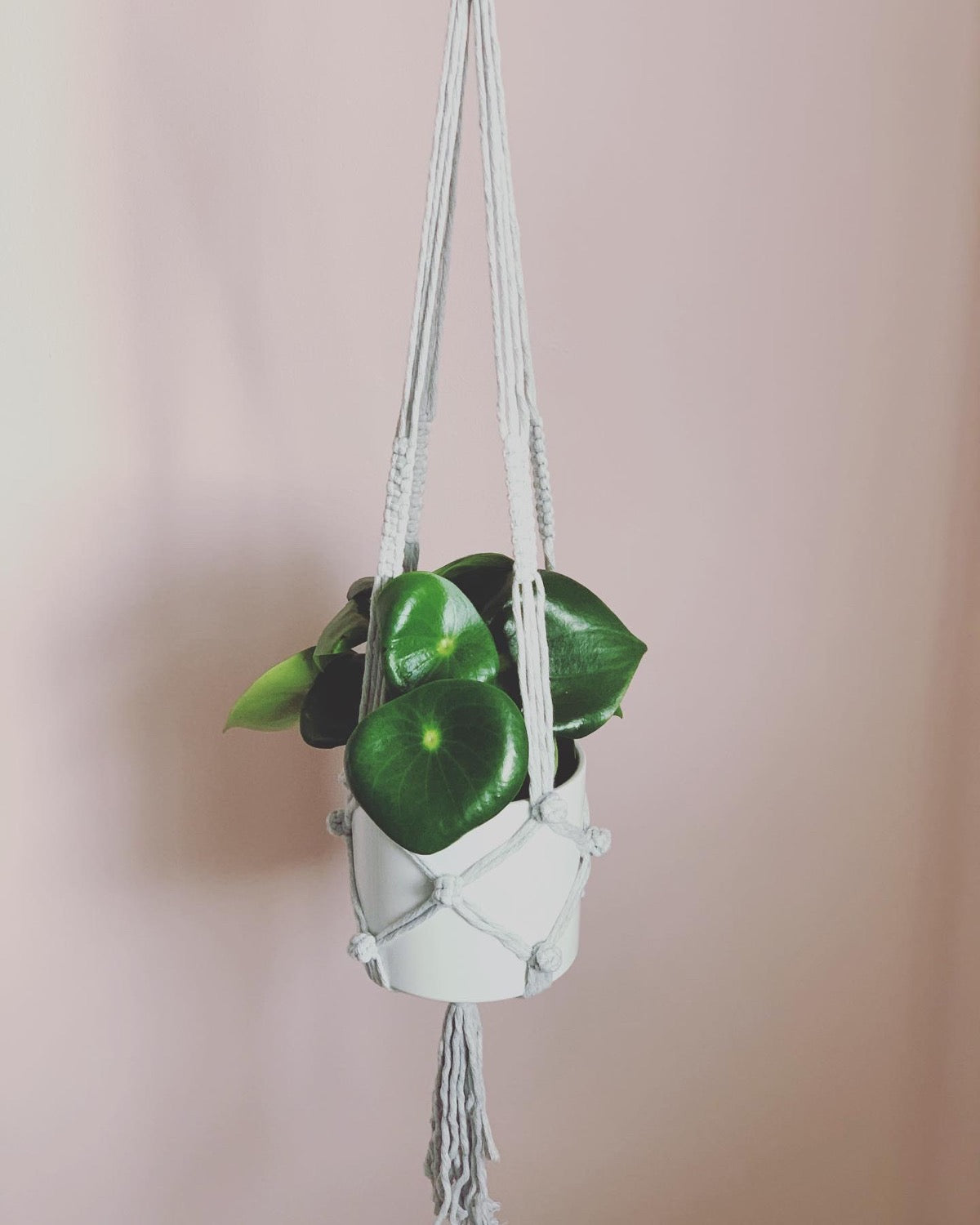 Berry Sweet Plant Hanger image 1